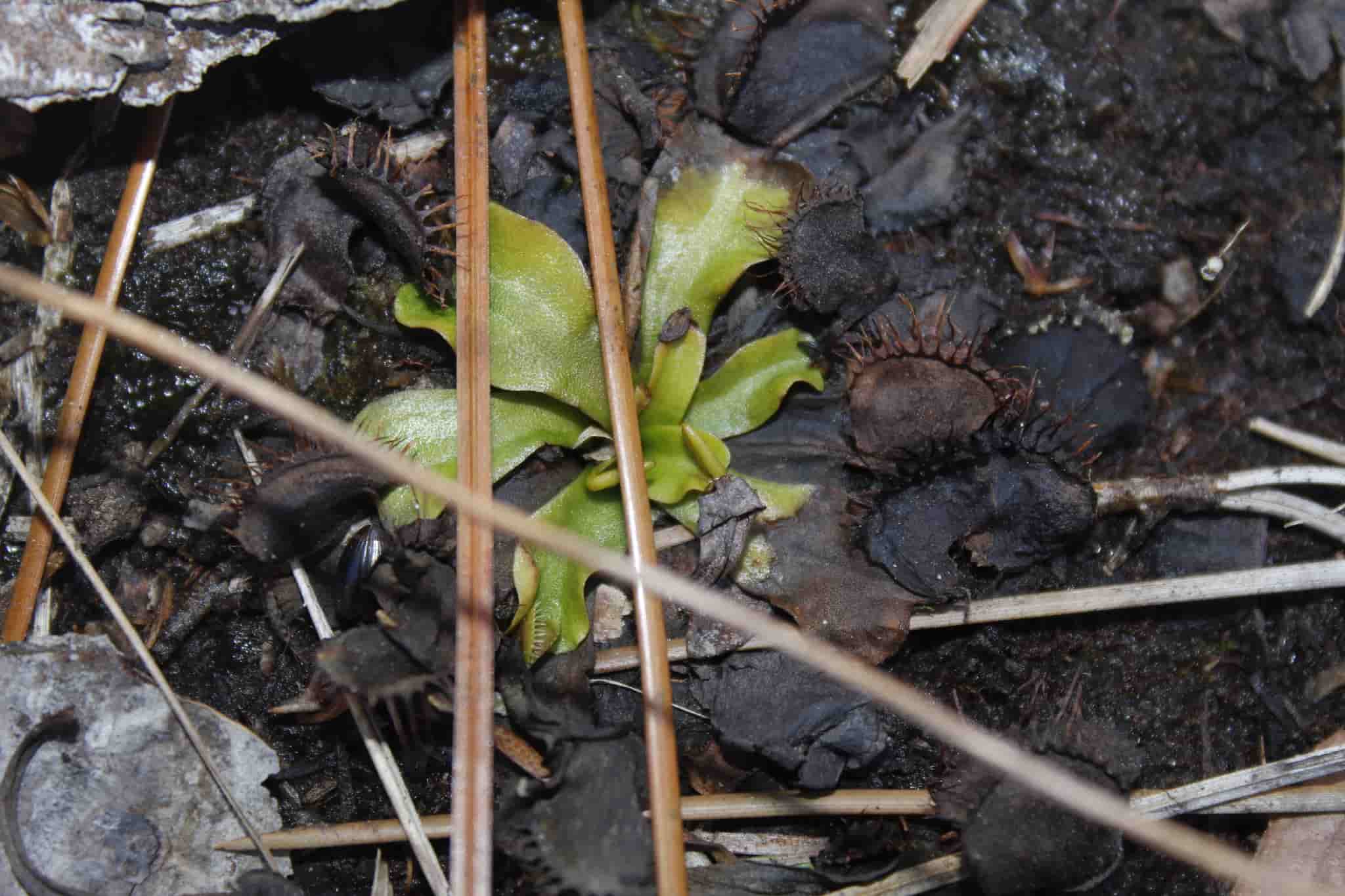 Muholovka tokom zimskog mirovanja